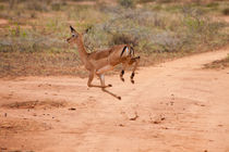 Jumping Impala von safaribears