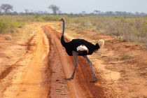 Ostrich by safaribears