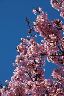 Sakura in Esslingen by safaribears