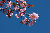 Sakura in Esslingen by safaribears