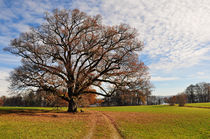 Bernrieder Park am Starnberger See von Frank Rother