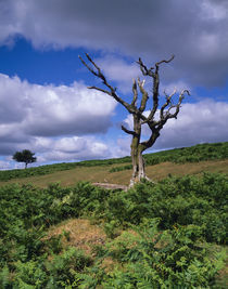 Okehampton Common, Dartmoor, England von Craig Joiner