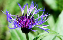 mountain knapweed von tr-design