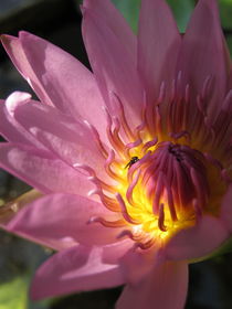 lotus von Nara Thada