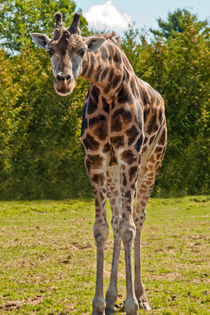 Giraffe ... Who are you?? by Christine Amstutz
