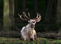 Hirsch und Brunftzeit by Wolfgang Dufner