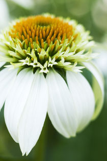 Coneflower von julie normandin