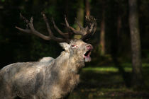 Hirsch in der Brunftzeit von Wolfgang Dufner