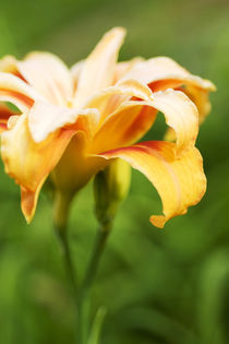 Daylily Kwanzo von julie normandin