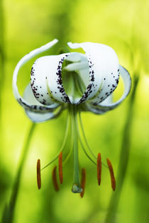 Turban Lily by julie normandin