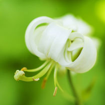 Turban Lily by julie normandin