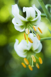 Turban Lily von julie normandin