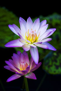 Waterlily by julie normandin