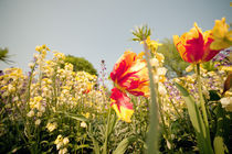 Flowers by jpphotographie