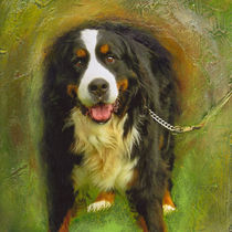 Bernese Mountain dog von Grainne White