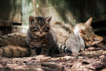 Scottish Wildcat mother and kitten von Linda More