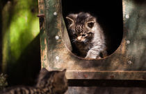 Cute Wildcat kittens playing von Linda More