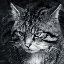 Scottish wildcat head close up  by Linda More