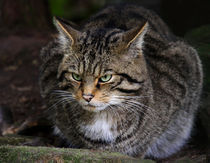 Scottish wildcat close up von Linda More