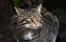 Scottish wildcat in the wild von Linda More