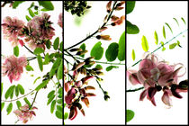 Robinia - Triptych von Kitsmumma Fine Art Photography