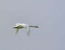 Schwan im Flug-wildlife by Wolfgang Dufner