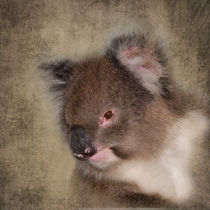 Cuddly Koala by Louise Heusinkveld