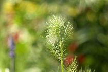 Blumen im Park IV von nihat-nupho-uysal