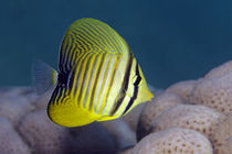 Yellow Sailfin by Norbert Probst