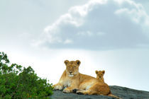 The large herd of Serengeti by Víctor Bautista