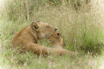 Lioness and cub by Víctor Bautista