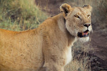 The Lioness  von Víctor Bautista