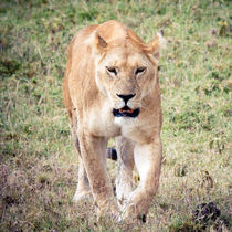 Lioness von Víctor Bautista