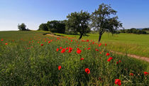 Mohnblumen von Wolfgang Dufner