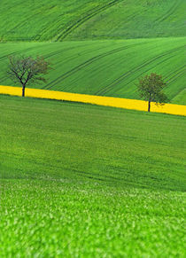 Frühlingsfelder von Wolfgang Dufner