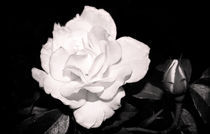 Night Roses von Milena Ilieva