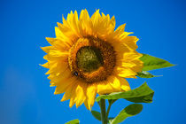 Sunflower von safaribears
