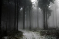 Wald - Winter - Nebel - Poster by jaybe
