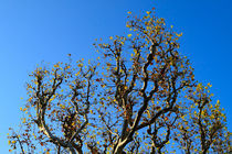 Plane Trees in Autumn von Louise Heusinkveld