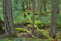 Temperate Rainforest von Louise Heusinkveld