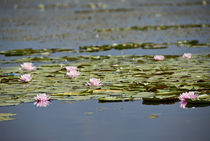 Water lilies in the Srinagar's Lake, INDIA von Alessia Travaglini