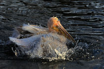 Pelikan beim Baden by Wolfgang Dufner