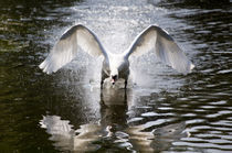 Aggressive swan by Graham Prentice