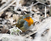 Chilly robin by Graham Prentice