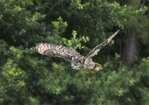 Eagle owl in flight by Graham Prentice