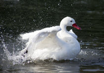White duck with red beak and yellow eye, taking off by Graham Prentice