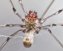 Spider - Arachnophobes beware! von Graham Prentice