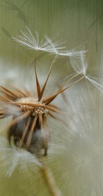 Pusteblume mit Textur von Rosina Schneider