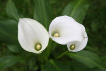 Cala Lilies von Linda More