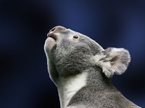 Cute Koala looking up in wonder by Linda More
